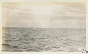 Image of Porpoises under bow of Bowdoin